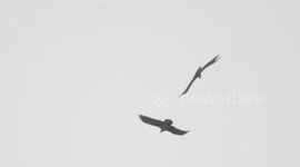 2 majestic bearded vultures, 2.8m wingspan largest birds in swiss Alps, are seen fighting mid-air over territory dispute.