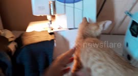 Curiosity killed the cat. But not this cat.. Fifi was so curious and wanted to find out where the noise was  coming from.from