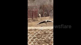 Crane gets legs stuck in fence after attempting to fly out of lion enclosure in China