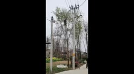 Vigorous octogenarian climbs up to a tree for picking in northern China
