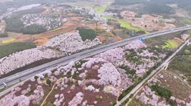 Highway Cherry Blossoms In Guiyang, China