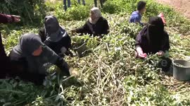 Palestinians plant an olive tree near the border with Israel, east of Gaza City