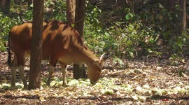 Air Pollution affects animals and plants as well as water quality