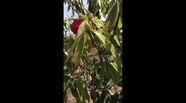 Do you know which flower is the national flower of Country Nepal.