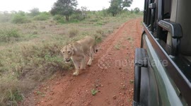Lioness casually walks right past safari vehicle in the African wild.