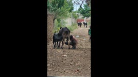 Maasai man competing with Calf , drinking straight from the cow