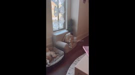 Pug Maggie thinks she's human: watch her sleep in an armchair like a boss