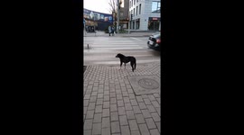 Clever dog waits for green light before crossing the street!