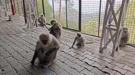 The hungry monkey's group eating food