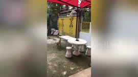 Naughty pet dogs climb up 13ft-high gate to escape