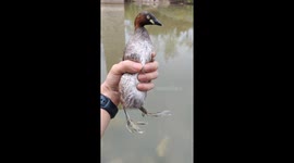 Wild grebe trapped by fishing net was rescued by a fishing enthusiast in a park in China