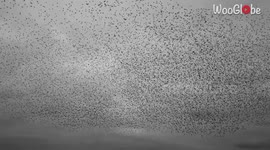 A spellbinding murmuration beautifies the sky above a village in England