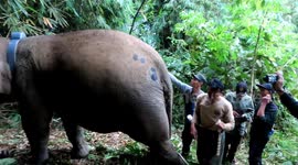 Conservation Efforts for Wild Sumatran Elephants: GPS Collars Installed to Mitigate Negative Human-Elephant Interactions