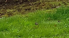 Squirrel eating some food it finds on the floor by the bushes in garden