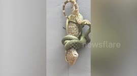 Fascinating footage shows snake strangling gecko