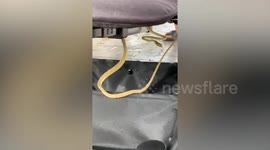 Long green snake found wrapped around baby stroller