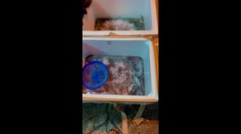 Guard cat caught on camera: hilarious moment at a fish shop in Kuala Lumpur!