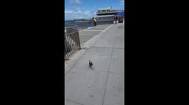 Pegion with two colors and flying in slow motion and great view