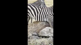 Zebra scratching belly in Ngorongoro Crater in Tanzania.
