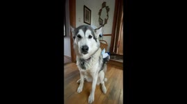 Our Alaskan Malamutes are a pack that do everything together expressing themselves in the funniest ways