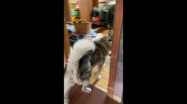 Chasing after my Alaskan Malamute dog literally around the house to get a small stuffed toy from her