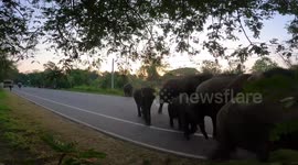 More than 200 elephants cross 'most dangerous road' in Sri Lanka