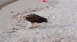 Eagle on beach in Malaysia attempts to eat plastic trash