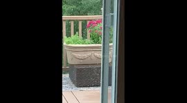 Hummingbird Pollinates Flowers