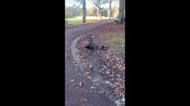 Milo, the adorable Sprocker Spaniel, loves to play in mud in Motherwell, Scotland