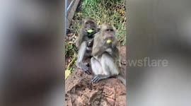 Innocent-looking monkeys snack on mangoes before romping in front of bewildered tourists