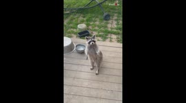 Shy raccoon approaches human on two legs in hopes of getting fed