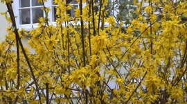 Forsythia bloom adds dazzling golden splash to a quiet street in Earls Court