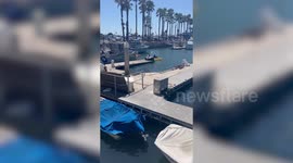 Hilarious moment a pair of kayakers capsized after getting too close to a barking sea lion