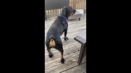 Silly rottweiler doesn’t know how to run with his new boots on