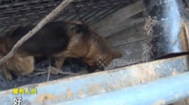 Dog rescued after getting stuck in construction site pit