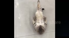 This cat can do sit-ups like a human