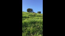 Hilarious! Rolling down a steep hill in Falmouth Cornwall after a few glasses of Prosecco at the Ferry Boat Inn on the Helford River