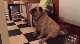 Blind pug gets a surprise kiss from kid