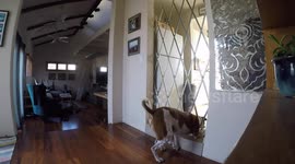 Houdini-like dog breaks into kitchen