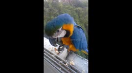 Guacamayas y sus pichones en Caracas