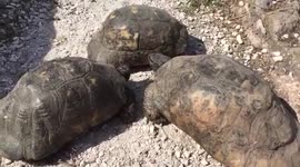 This is what a tortoise fight looks like