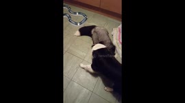 Fox and dog play time