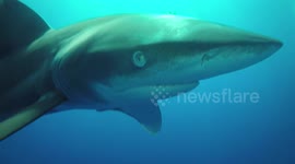 Shark appears to rub noses with diving instructor