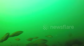 What the Atlantic Ocean Floor Looks Like