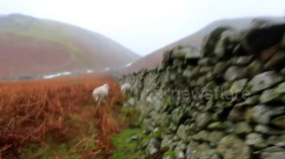 Sheep join cameraman in taking cover behind wall during stormy winds in Cumbria