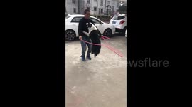 Intelligent border collie jumps rope in perfect sync with owner