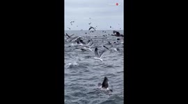 'Chirps & dives' - The lively vibe of Monterey Bay is unlike any other