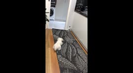 Bear, our little Maltese puppy acting brave and scaring a bottle of body wash