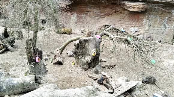 London Zoo animals engage in playful Easter egg hunt