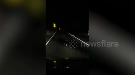 Koala appears on road at stormy night in Melbourne, Australia
